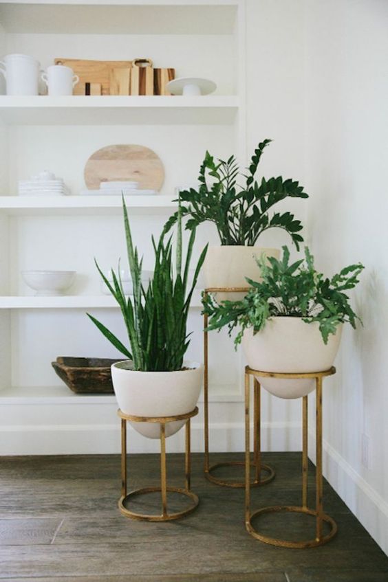 How to care for your indoor plants during Winter