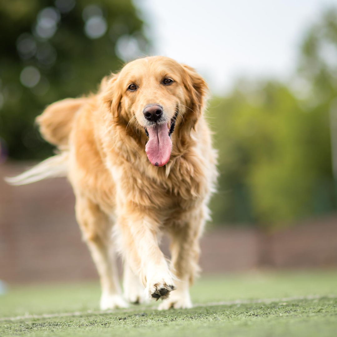 3 Off-leash dog parks in the Lower North Shore 