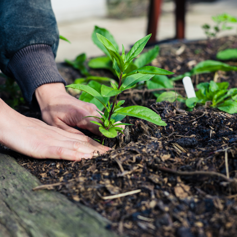 How to Keep Your Garden Looking Great During Winter