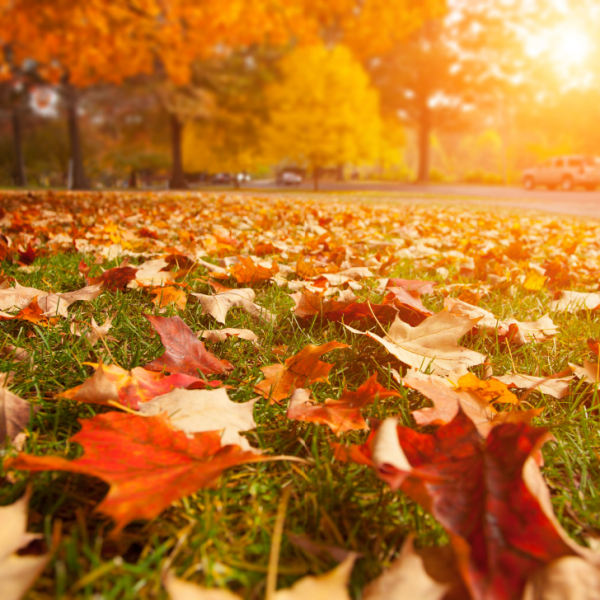 AS THE LEAVES TURN