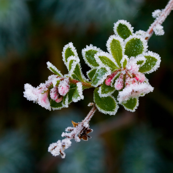 WINTER GARDEN GLORY